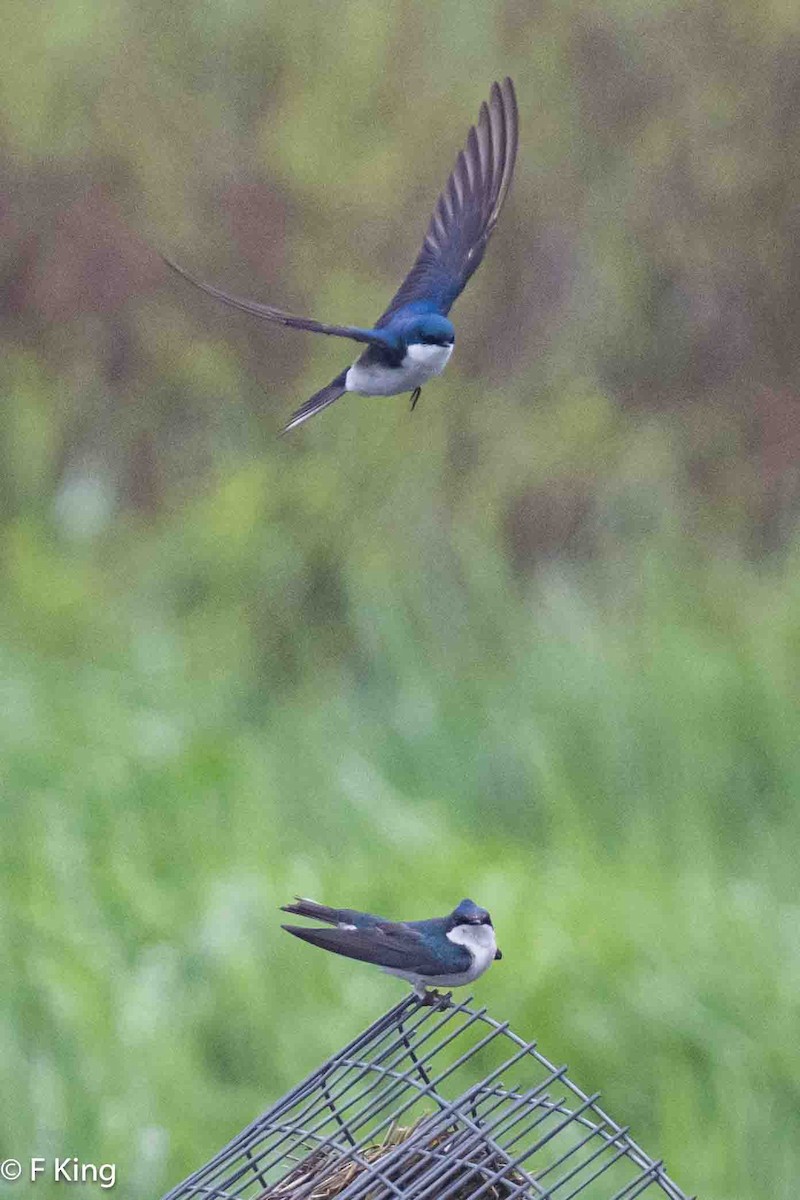 Golondrina Bicolor - ML619990423