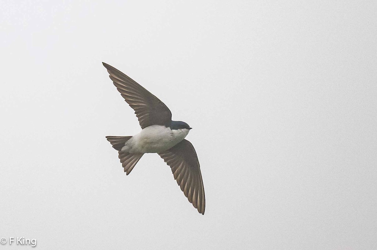 Golondrina Bicolor - ML619990425