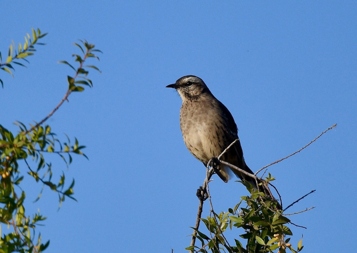 Chilean Mockingbird - ML619990426