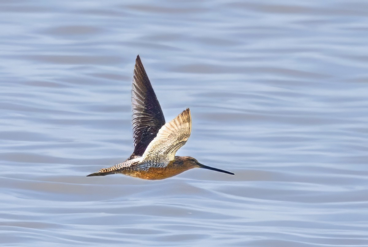Long-billed Dowitcher - ML619990427
