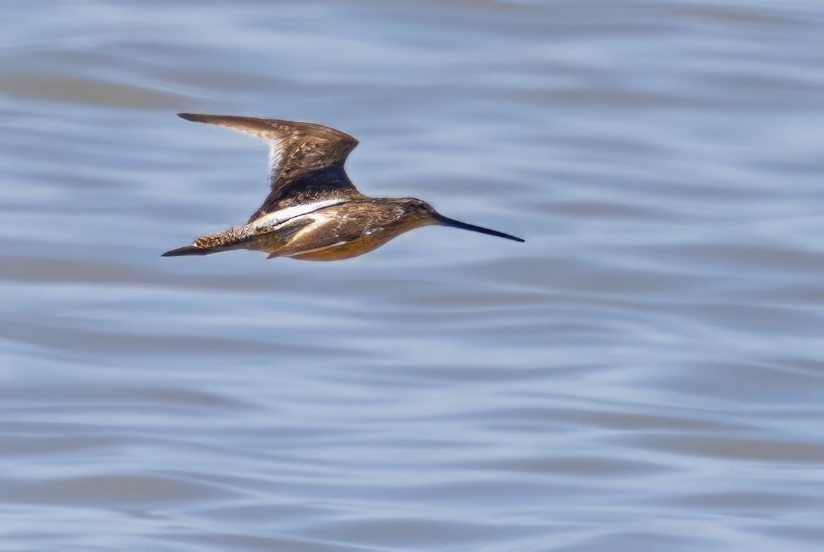 Long-billed Dowitcher - ML619990430