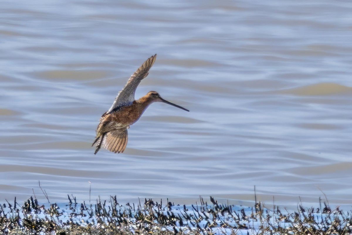 Long-billed Dowitcher - ML619990433