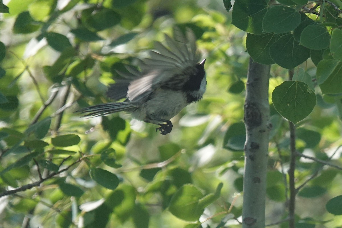 Black-capped Chickadee - ML619990436