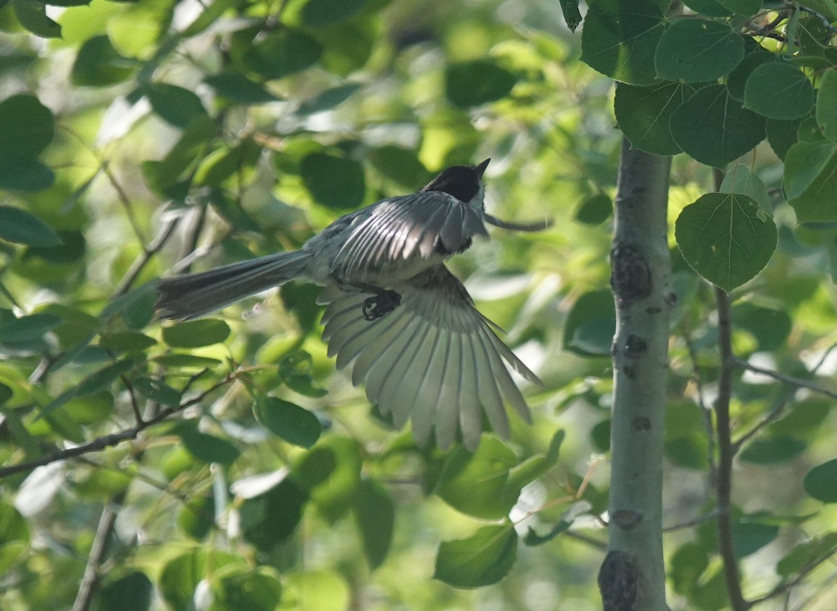 Black-capped Chickadee - ML619990437