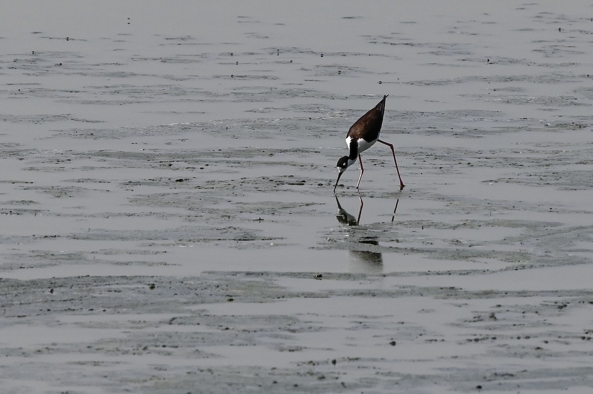 Black-necked Stilt - ML619990440