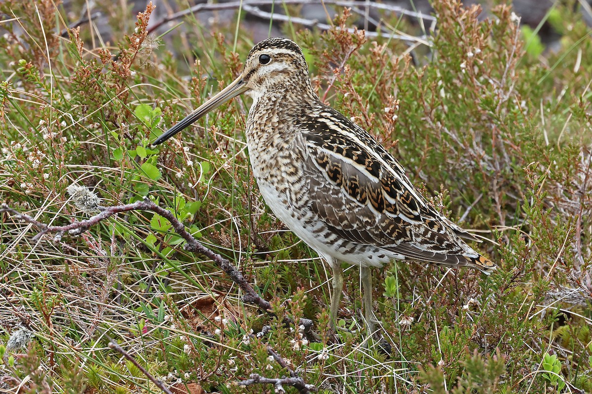 Common Snipe - ML619990441