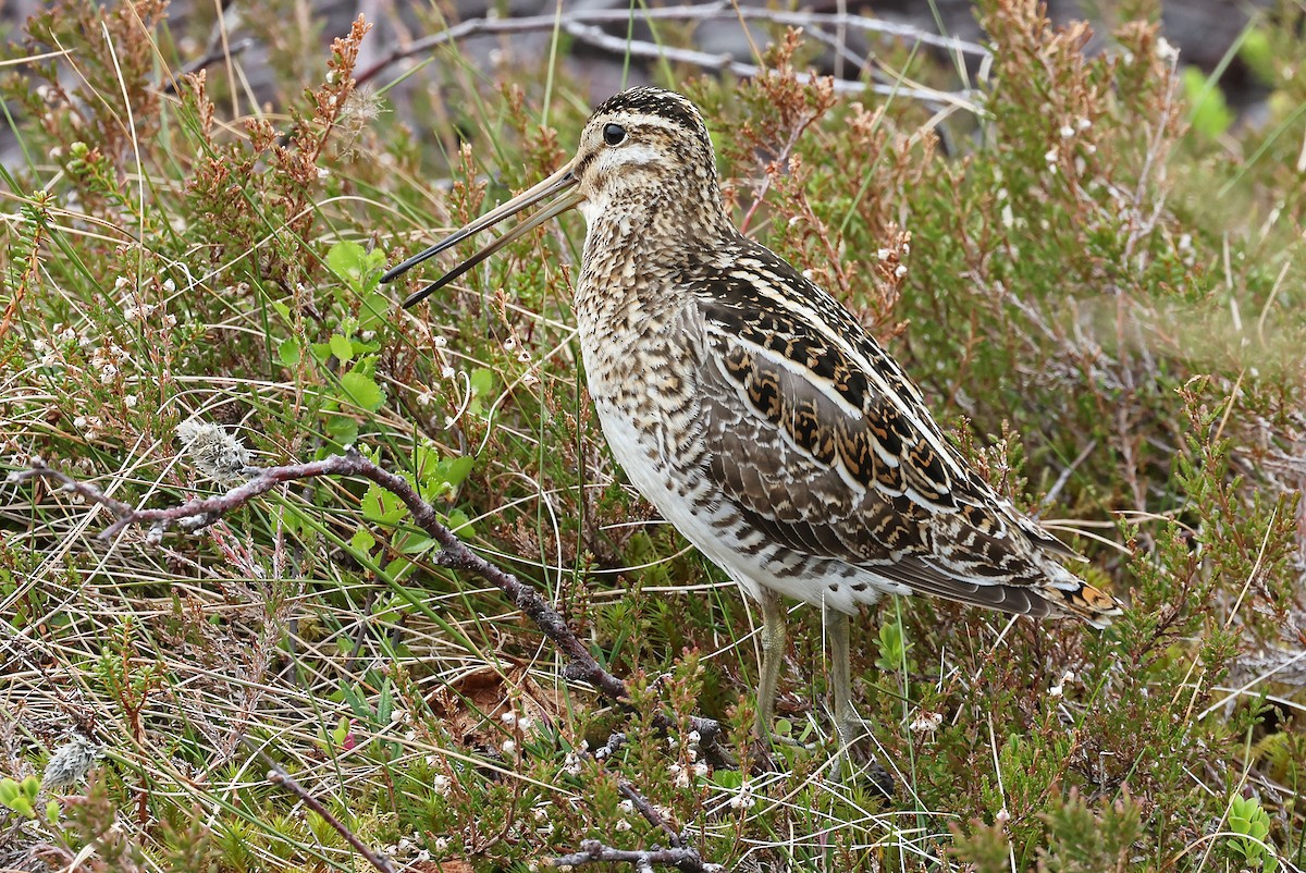 Common Snipe - ML619990446