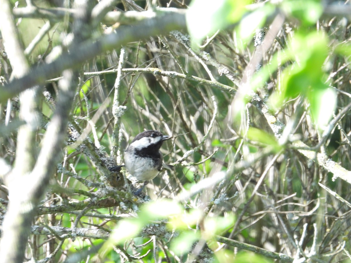 Black-capped Chickadee - ML619990457