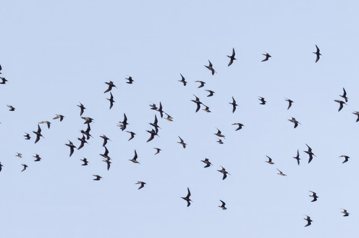 Long-billed Dowitcher - ML619990461