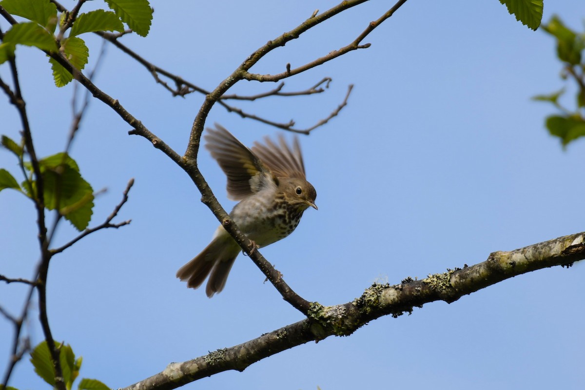 Hermit Thrush - ML619990466