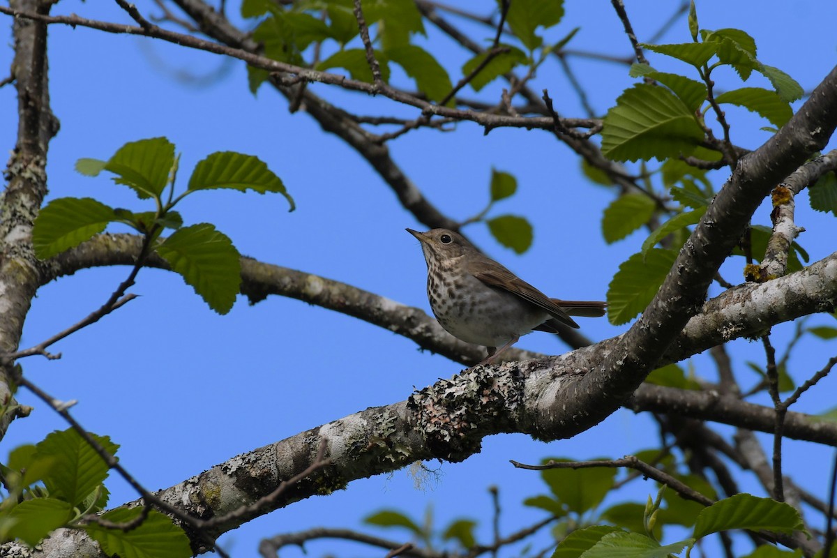 Hermit Thrush - ML619990467