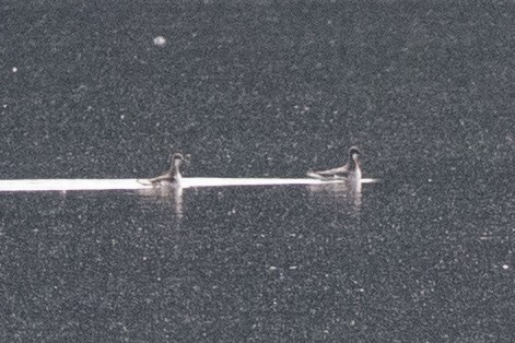 Red-necked Phalarope - ML619990469