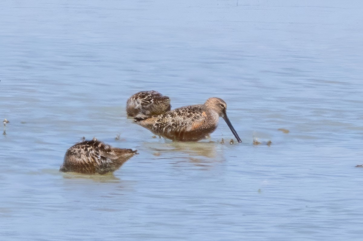 Long-billed Dowitcher - ML619990470