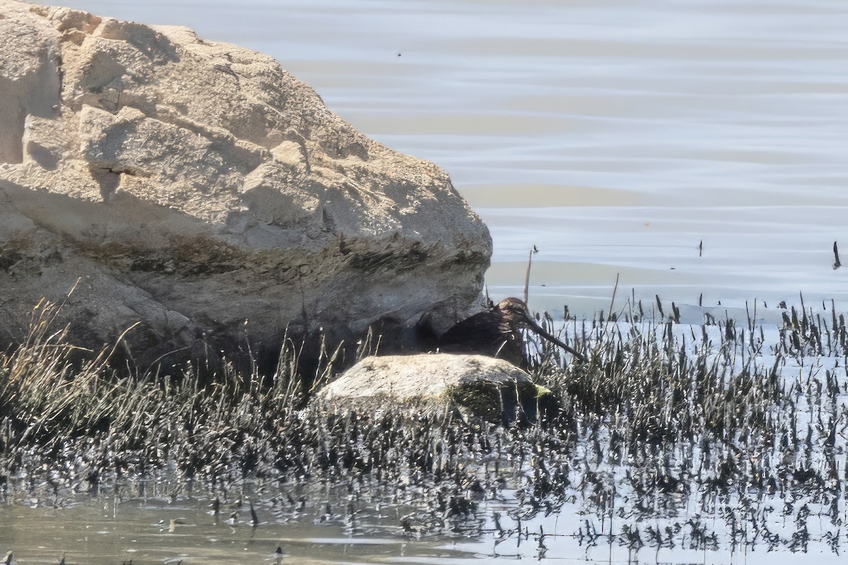 Long-billed Dowitcher - ML619990472