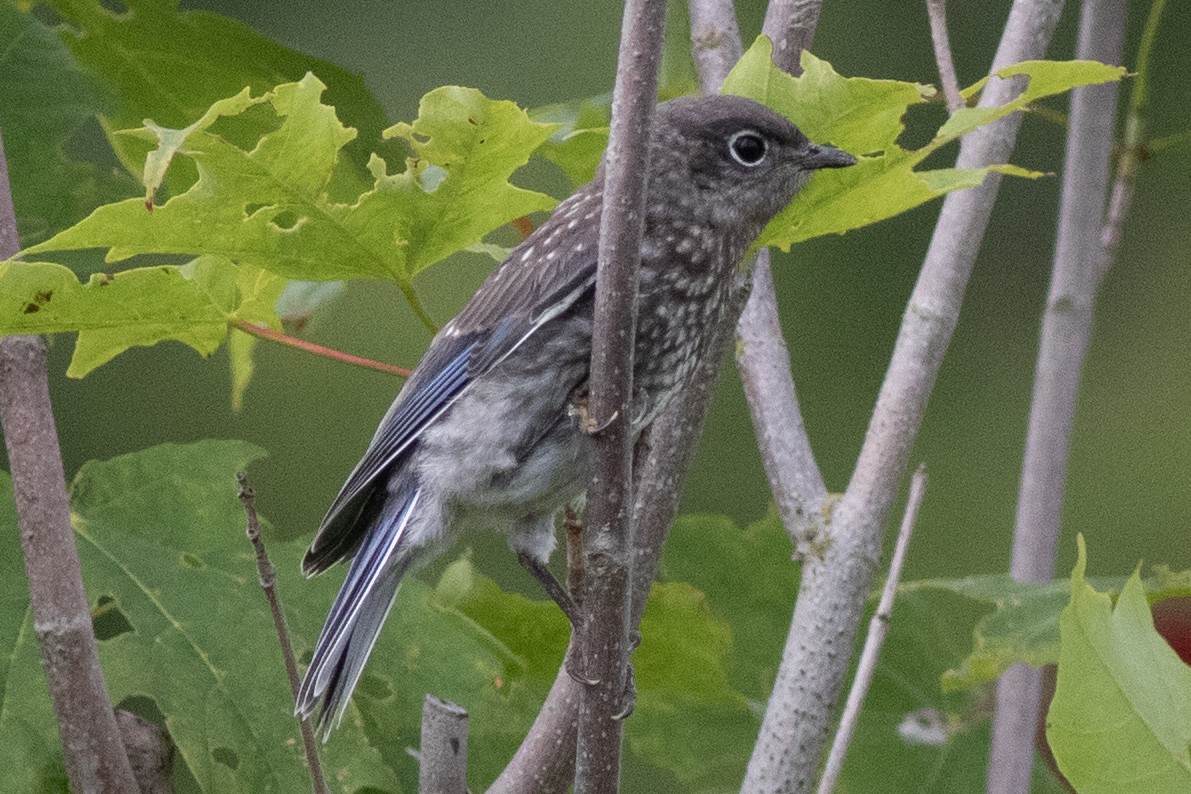 Eastern Bluebird - ML619990477