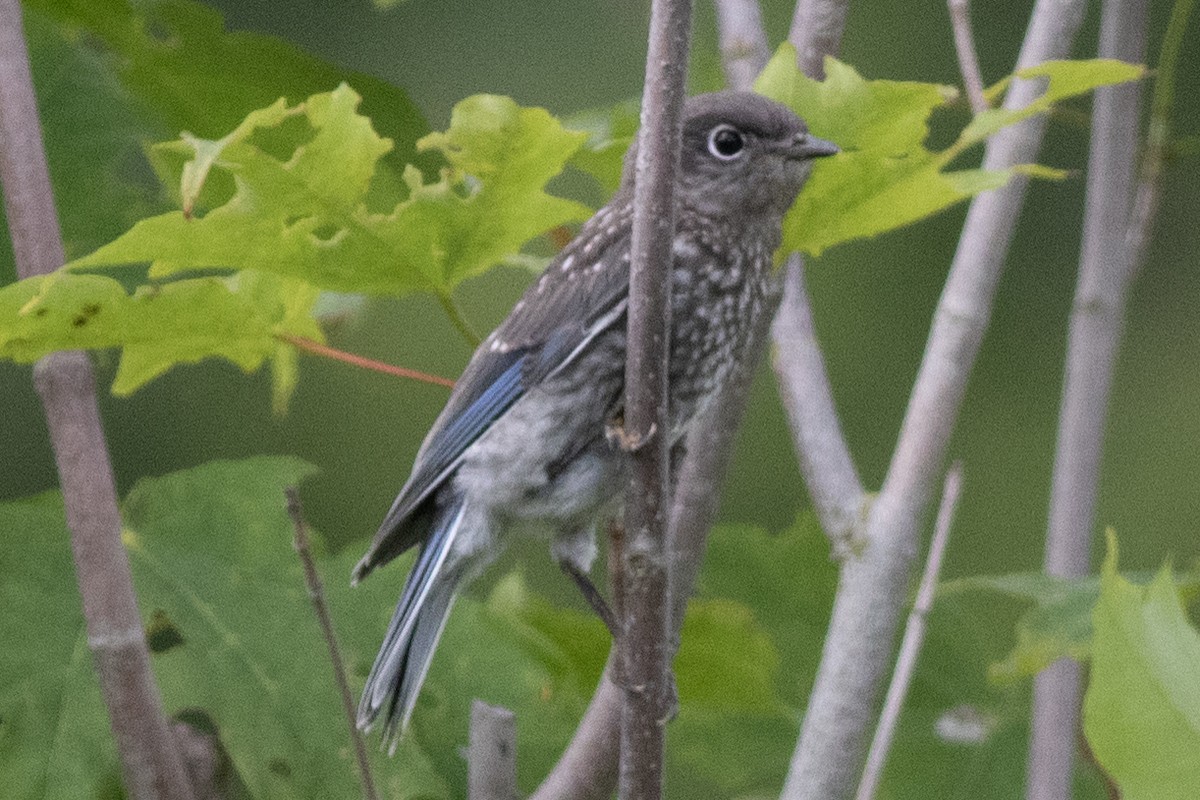 Eastern Bluebird - ML619990480