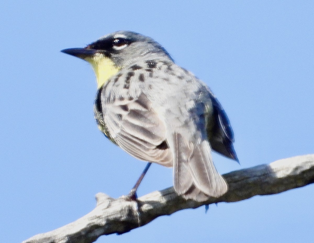 Kirtland's Warbler - ML619990489