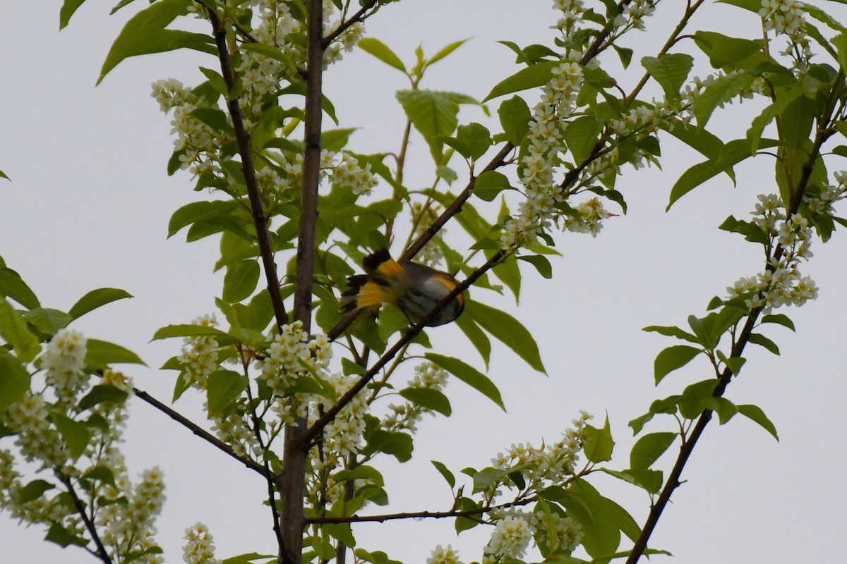 American Redstart - ML619990494