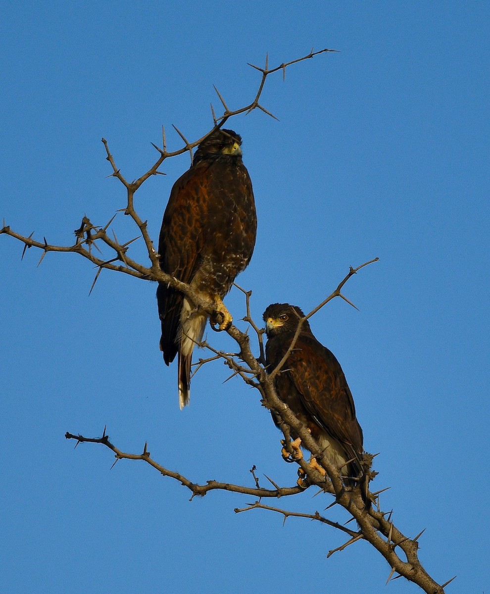 Wüstenbussard - ML619990496