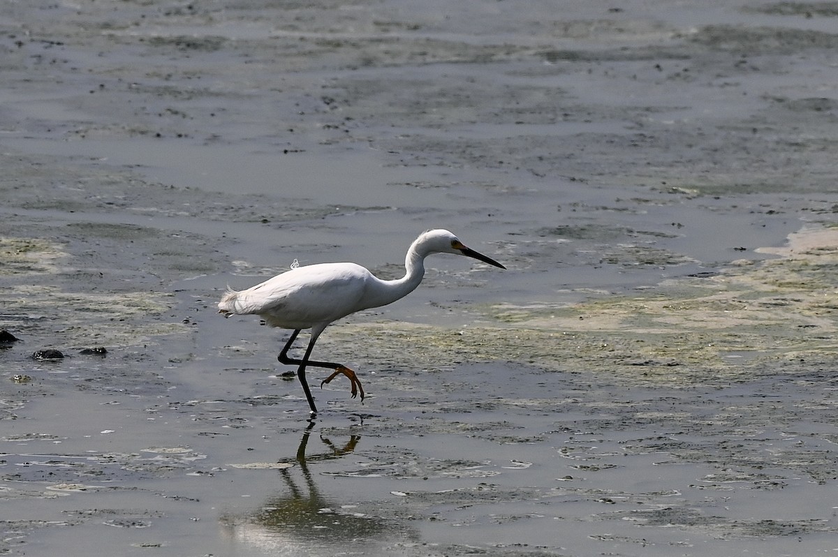 Snowy Egret - ML619990497