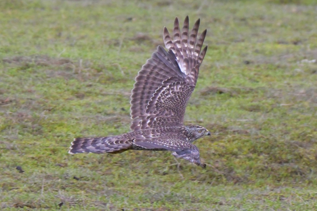 American Goshawk - ML619990501