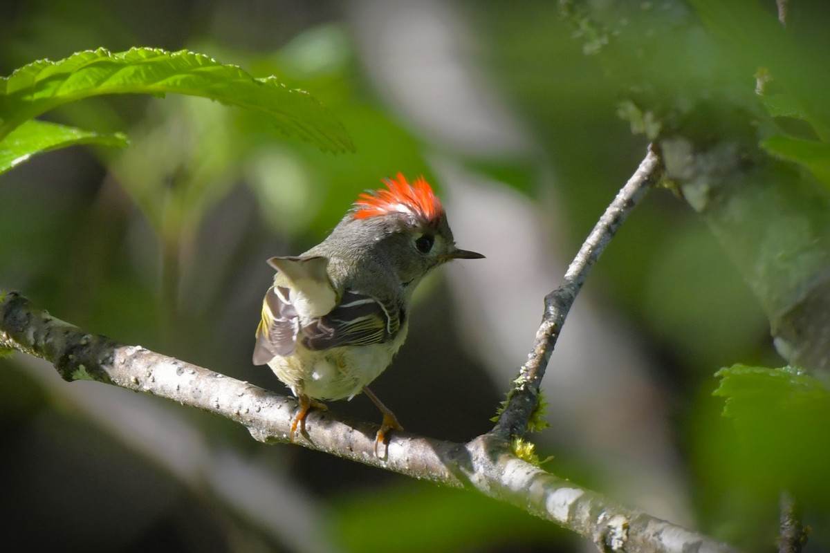 Ruby-crowned Kinglet - ML619990513