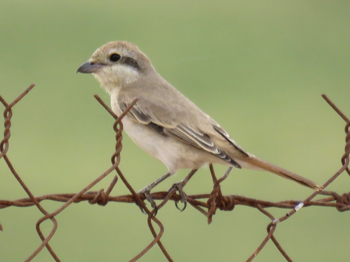 ťuhýk mongolský (ssp. isabellinus) - ML619990523