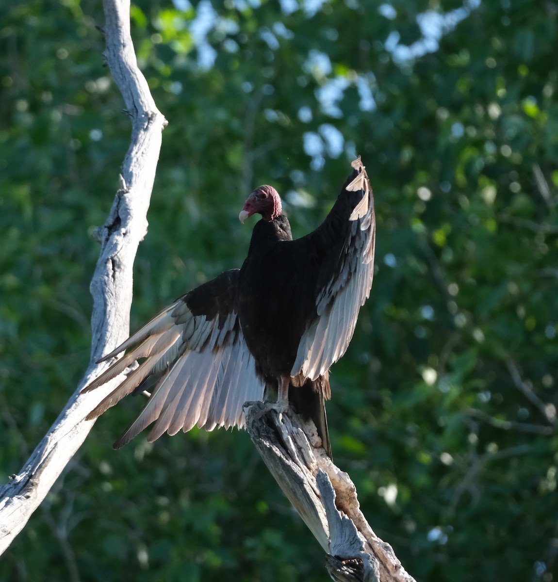 Turkey Vulture - ML619990524