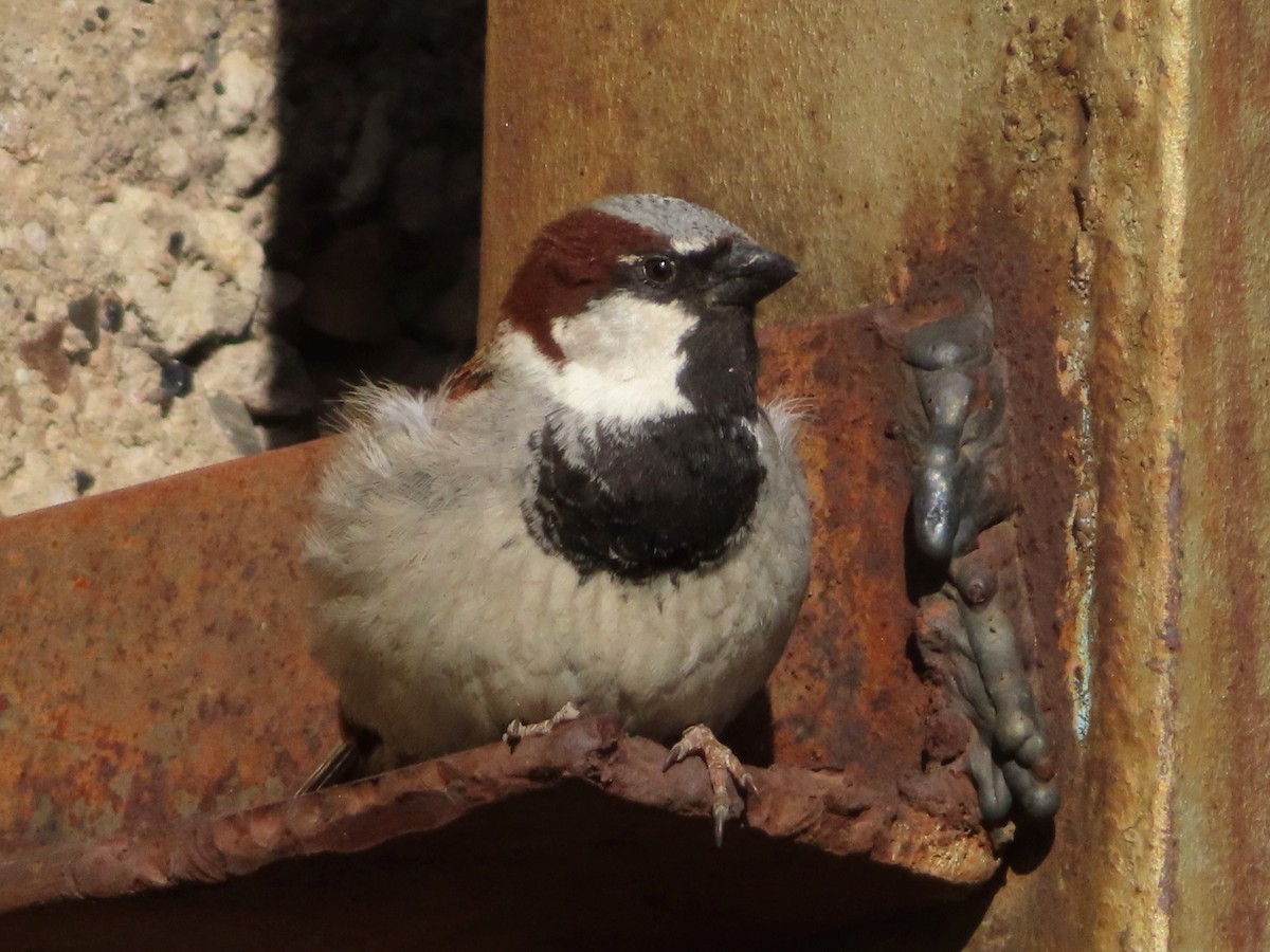 House Sparrow - ML619990525