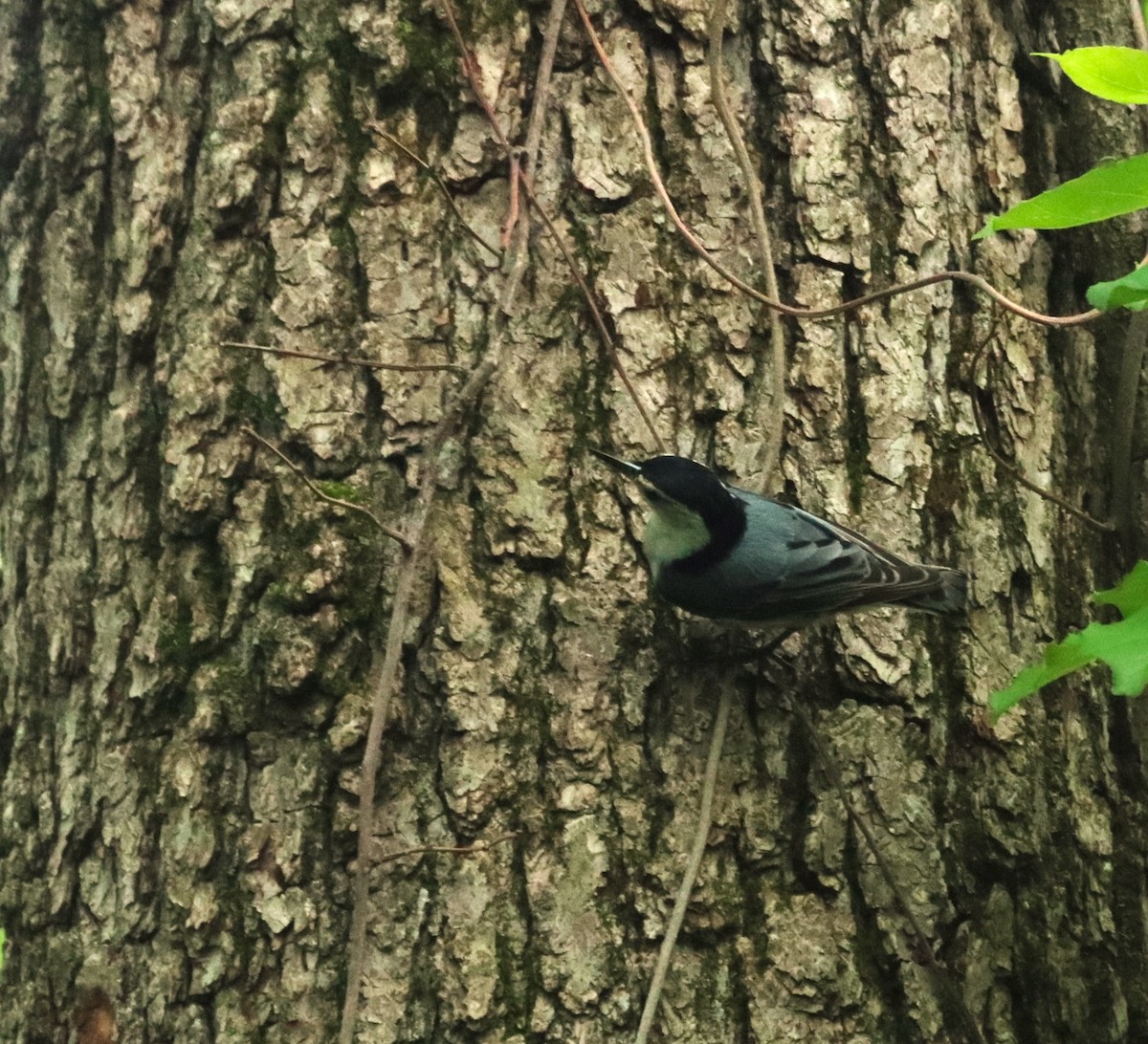 White-breasted Nuthatch - ML619990526