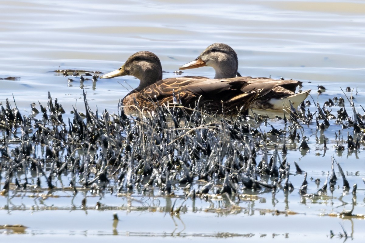 Mexican Duck - ML619990541