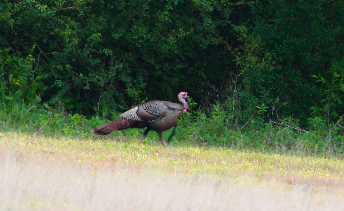 Wild Turkey - ML619990544