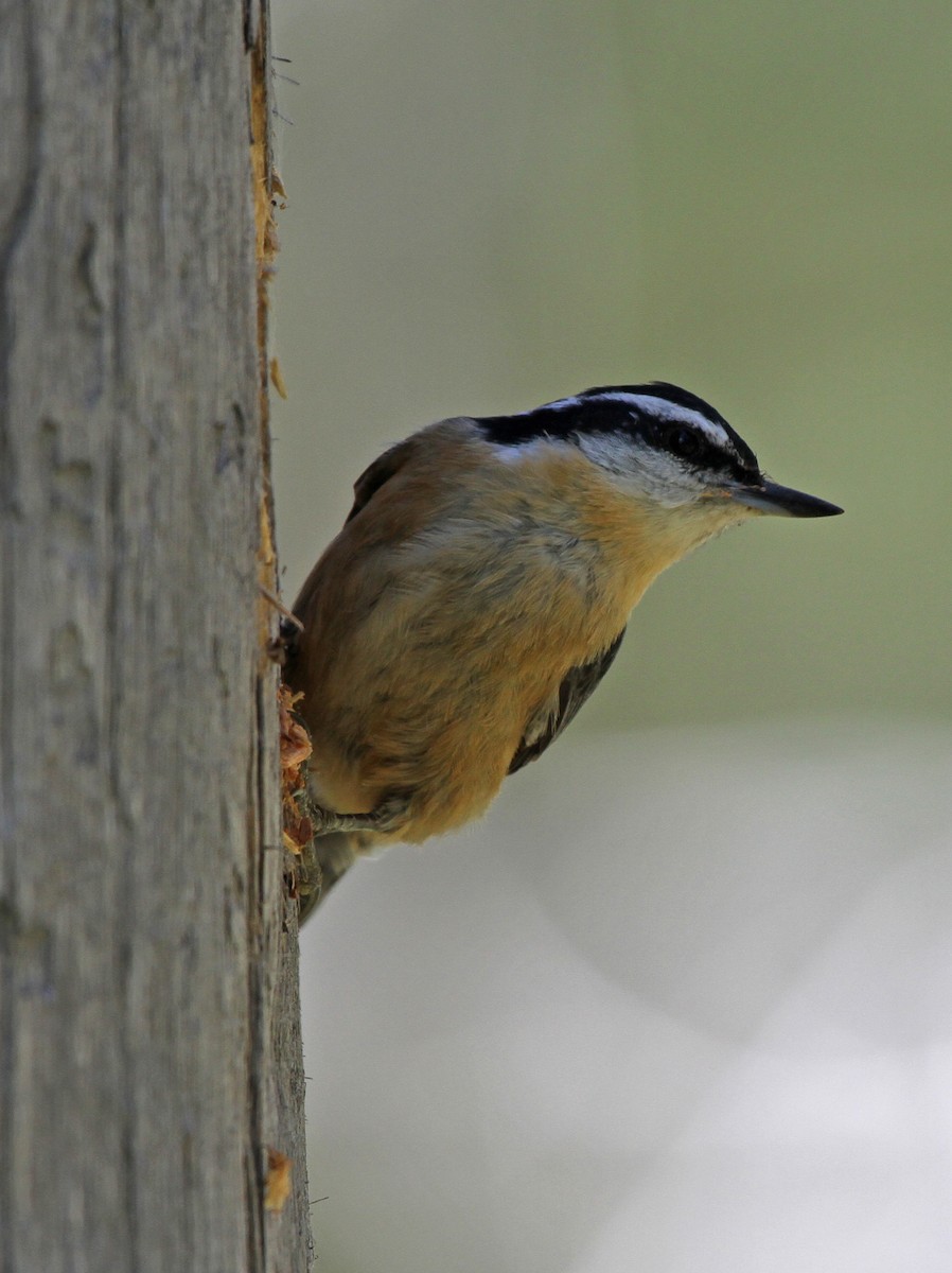 Red-breasted Nuthatch - ML619990547