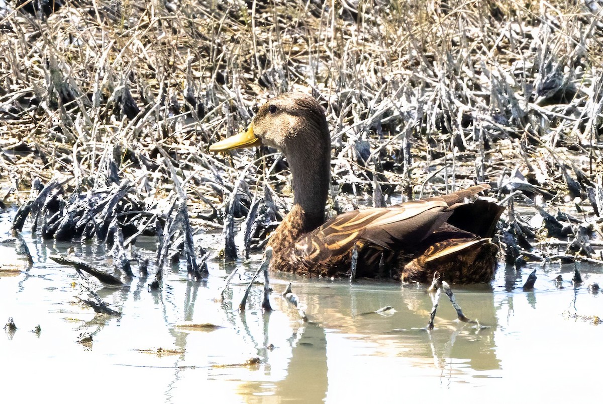 Mexican Duck - ML619990553