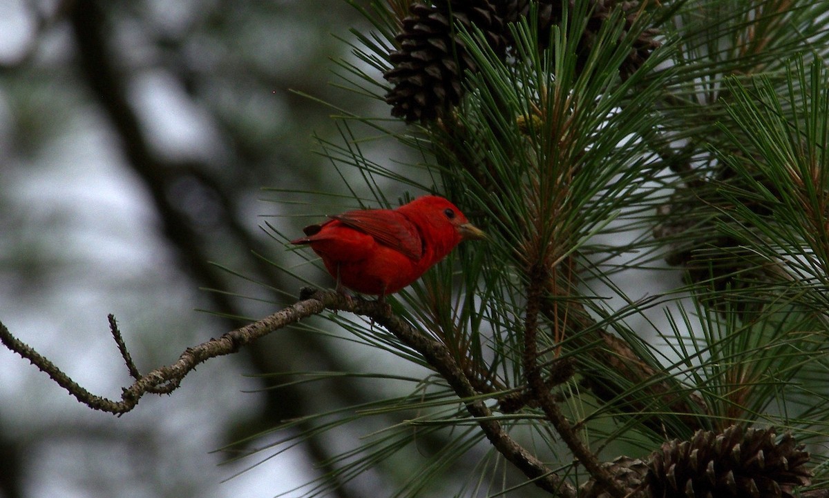 Summer Tanager - ML619990555