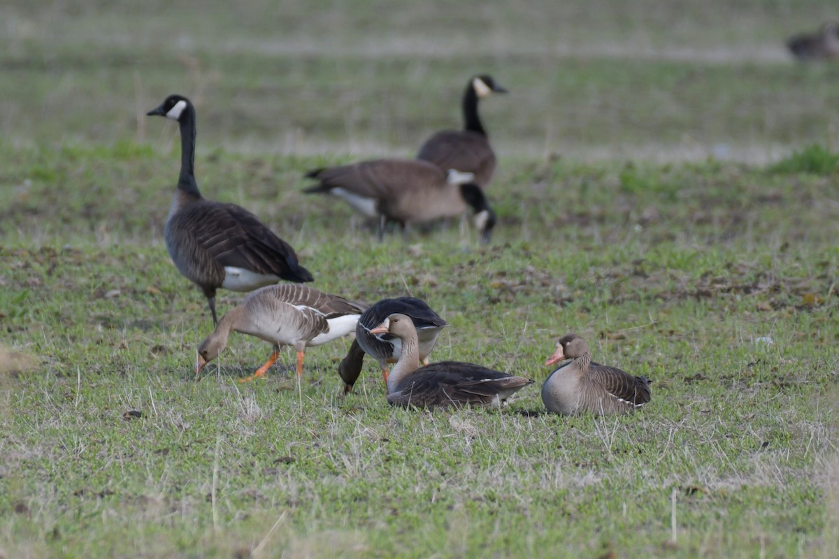 Greater White-fronted Goose - ML619990558