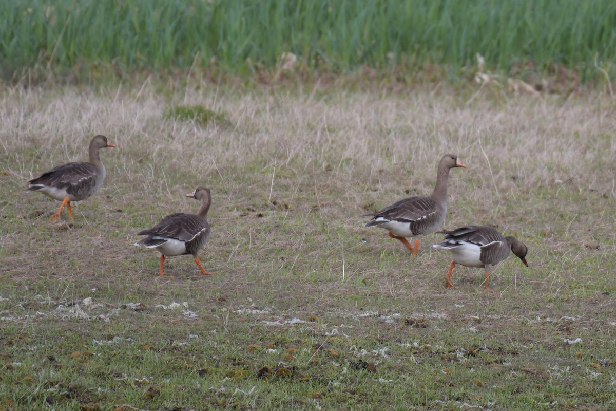 Greater White-fronted Goose - ML619990559