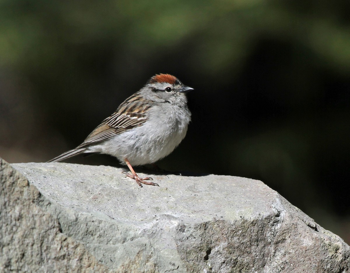 Chipping Sparrow - ML619990560