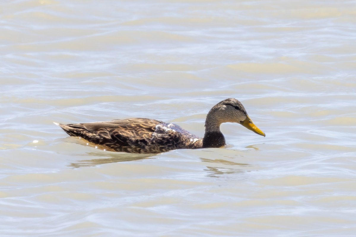 Mexican Duck - ML619990561