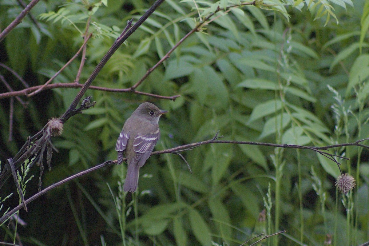 Alder Flycatcher - ML619990562