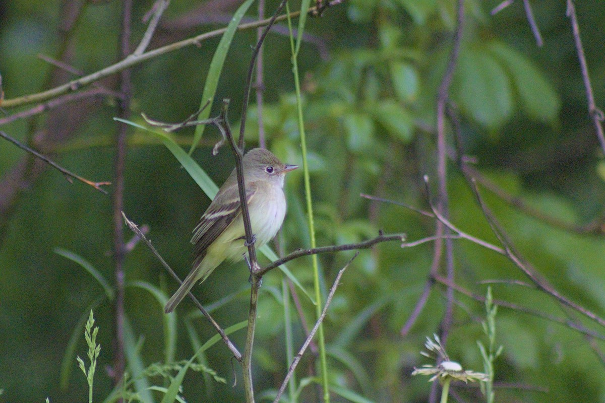 Alder Flycatcher - ML619990563