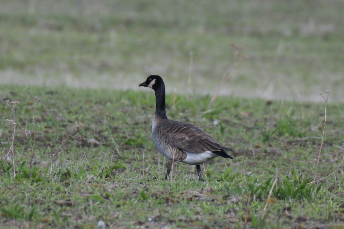 Barnacla Canadiense Grande (grupo canadensis) - ML619990567