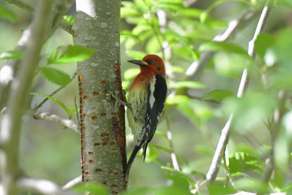 Red-breasted Sapsucker - ML619990572