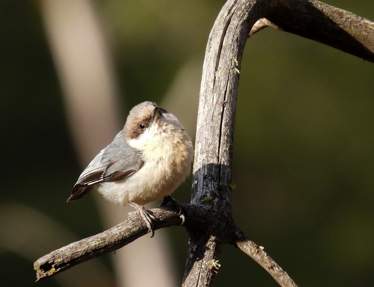 Pygmy Nuthatch - ML619990575