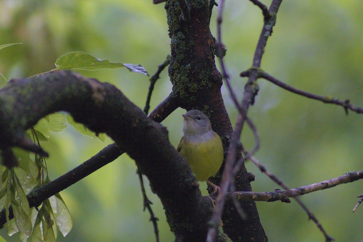 Mourning Warbler - ML619990576