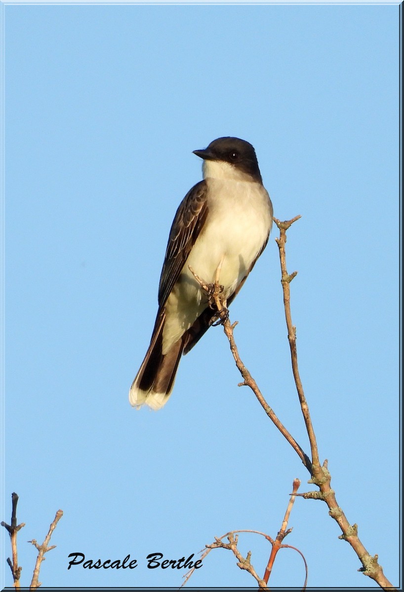 Eastern Kingbird - ML619990579