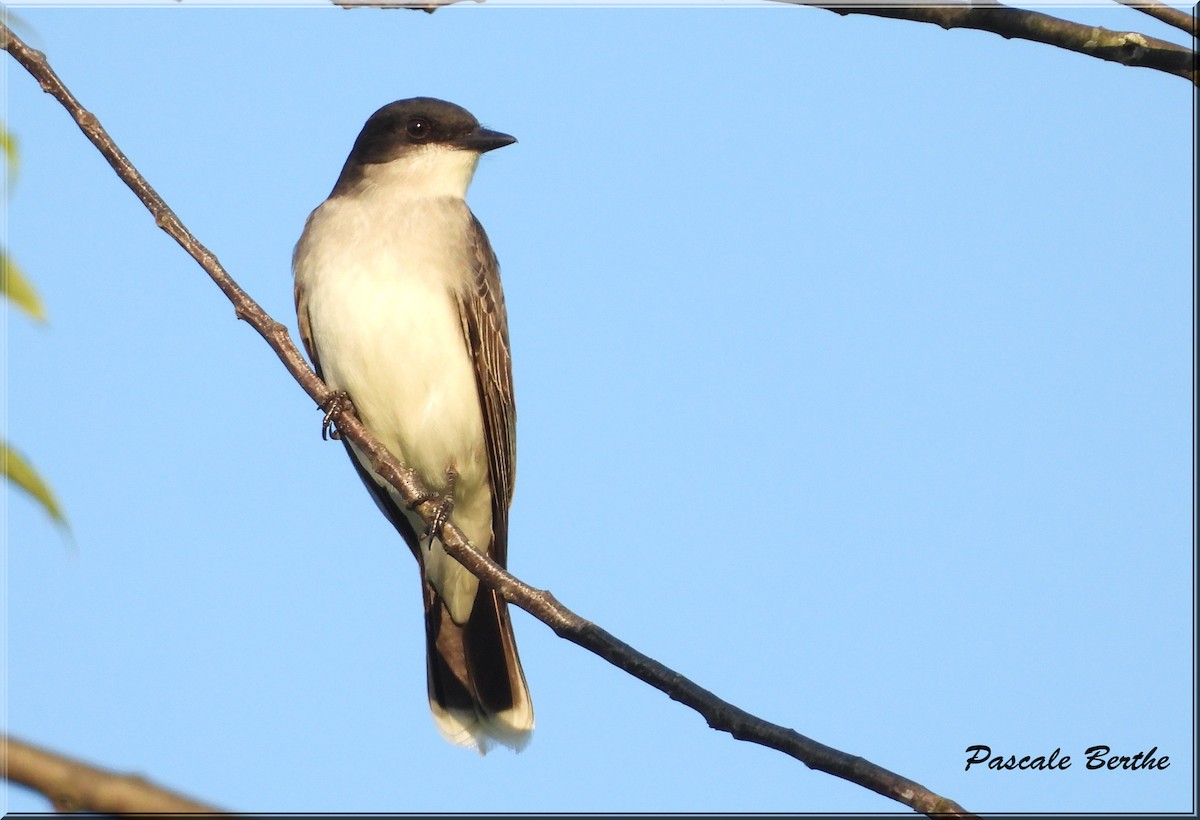 Eastern Kingbird - ML619990580