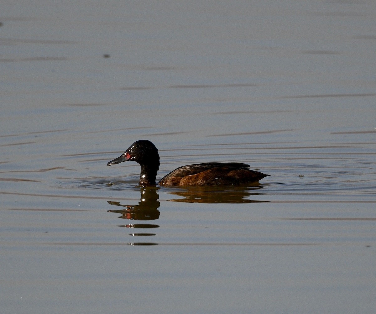 Black-headed Duck - ML619990584