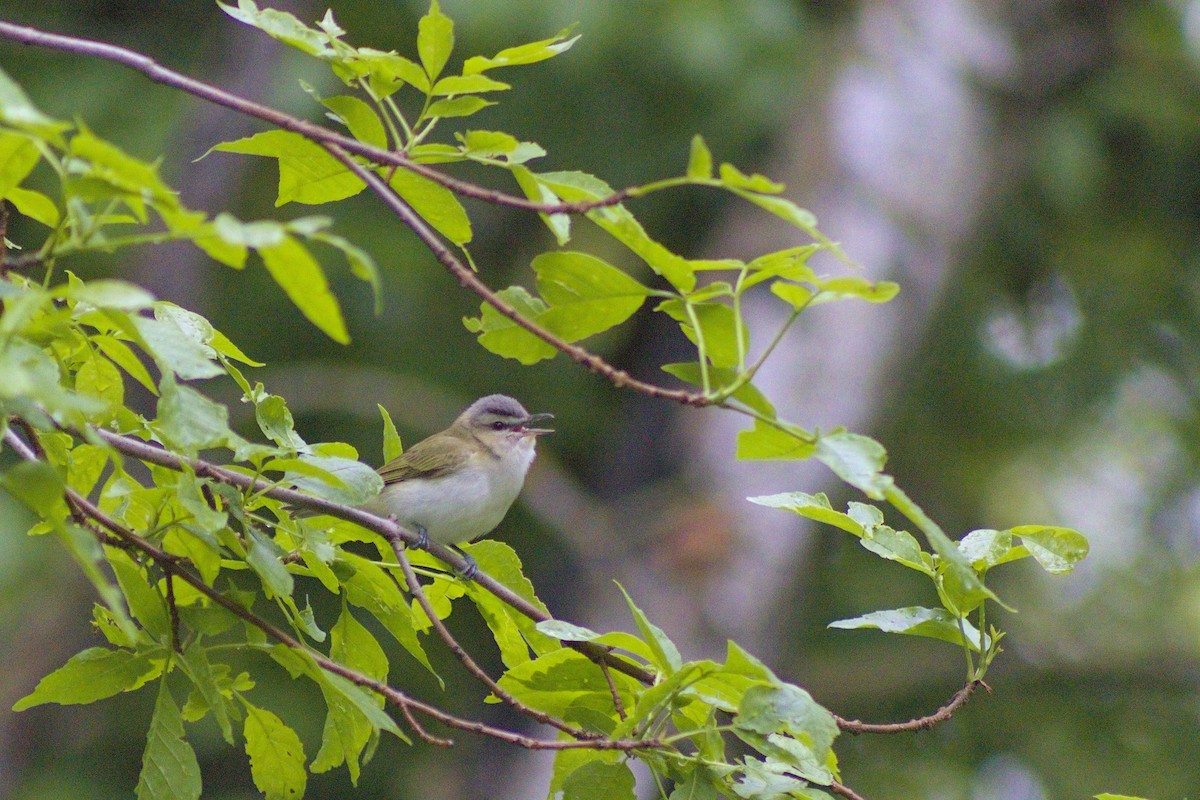 Red-eyed Vireo - ML619990588