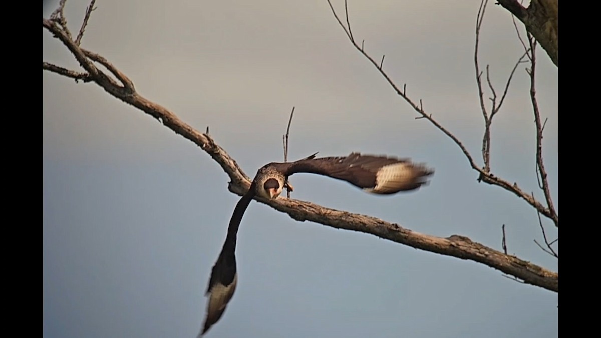 Crested Caracara - ML619990592